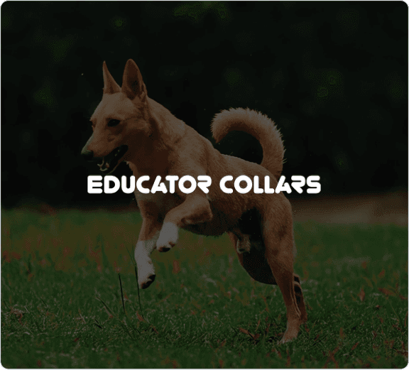 Educator Collars Transforms Customer Support with Tidio’s Lyro AI and Custom API Integration