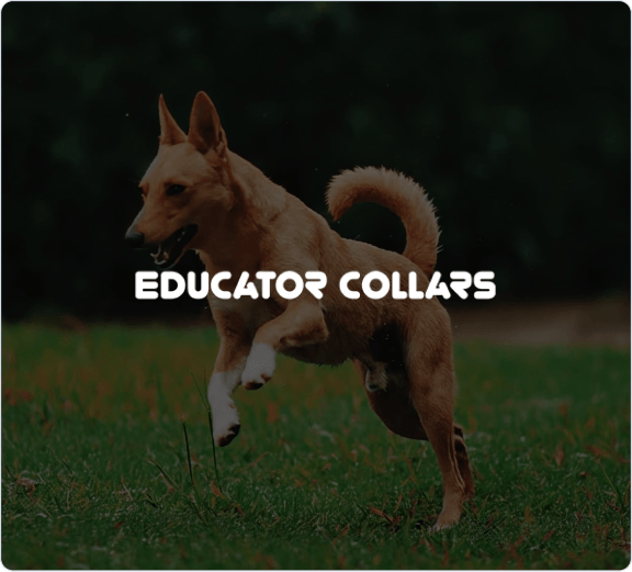 Educator Collars Transforms Customer Support with Tidio’s Lyro AI and Custom API Integration