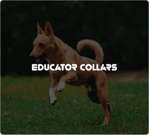 Educator Collars Transforms Customer Support with Tidio’s Lyro AI and Custom API Integration