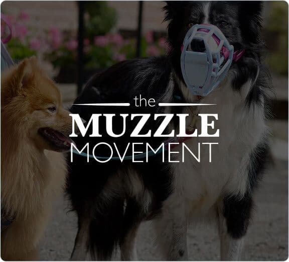 The Muzzle Movement Boosts Support Efficiency with Lyro AI