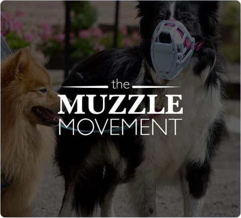The Muzzle Movement Boosts Support Efficiency with Lyro AI
