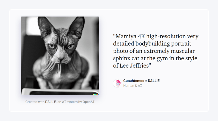 cat with a quote image cat with a quote image