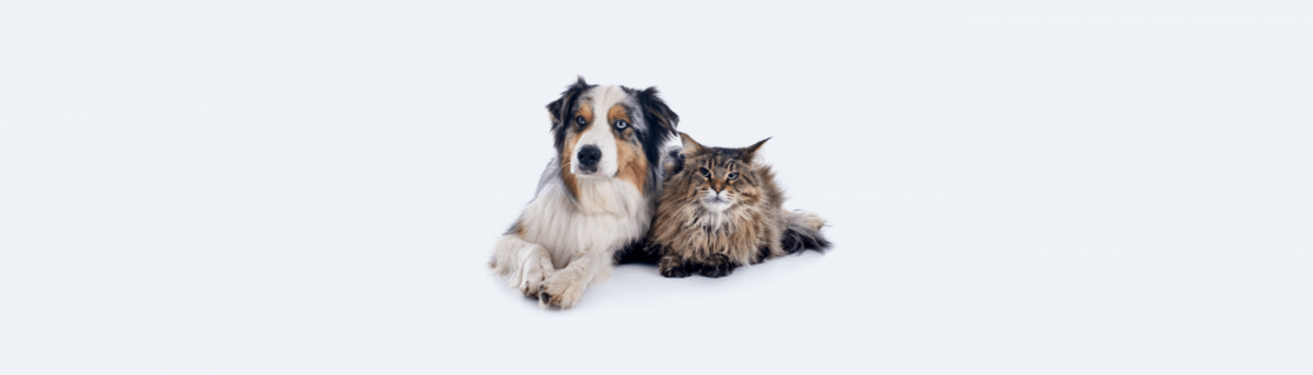 Trending eCommerce products - pet accessories